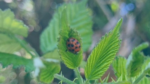 Asian Lady Beetle