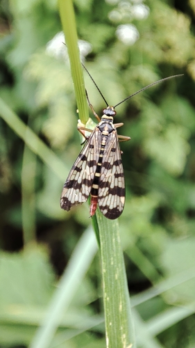 Meadow Scorpionfly