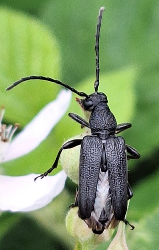 large black longhorn beetle
