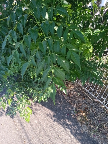 Chinaberry