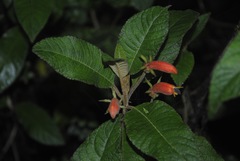 Centropogon ferrugineus image
