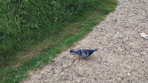 Feral Pigeon