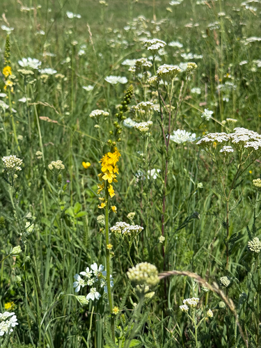 common agrimony