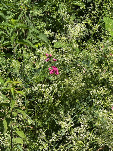 tuberous pea