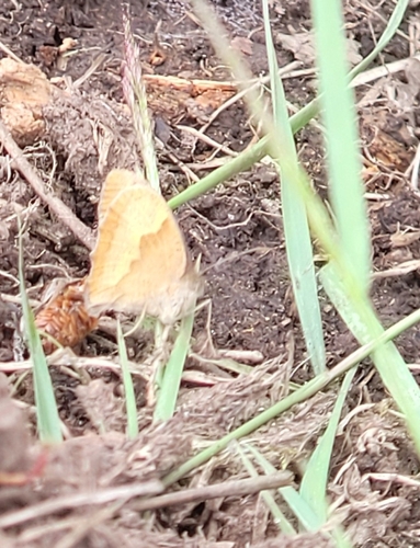 Meadow Brown