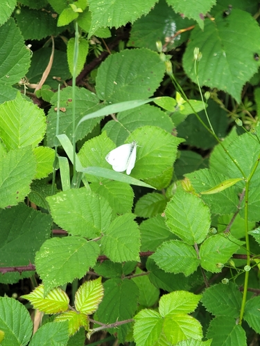 Green-veined White