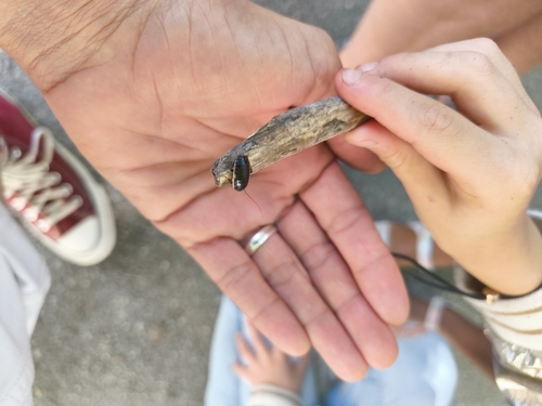 lobe-winged cockroach