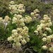 Aciphylla glacialis - Photo (c) Brian Catto, todos los derechos reservados, uploaded by Brian Catto