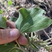 Acacia humifusa