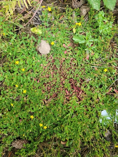 Trailing St John's-wort