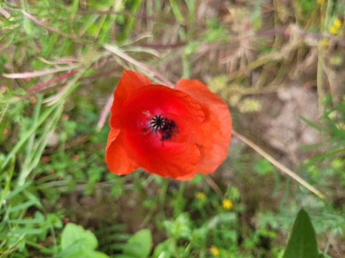 common poppy