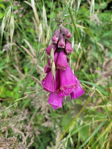 purple foxglove