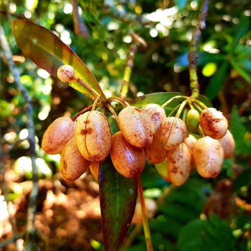 Drimys insipida (R.Br.) Pilg.