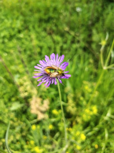 Eulasia pareyssei