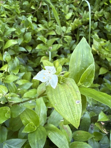 Rio Spiderwort