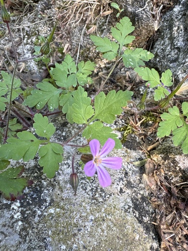 Herb Robert