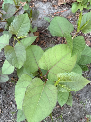 Japanese knotweed