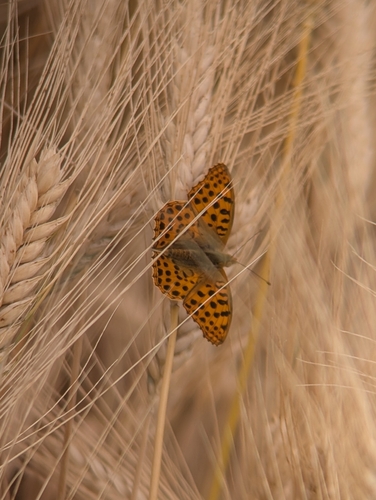 Queen of Spain Fritillary