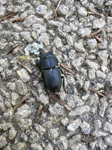Lesser Stag Beetle
