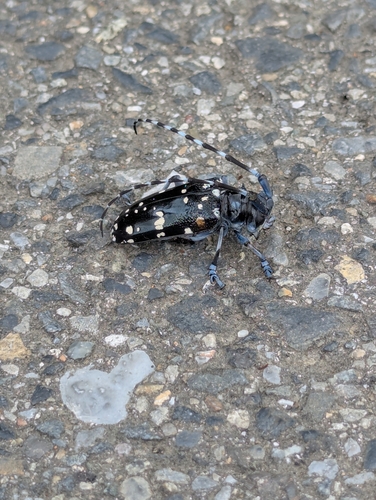 Citrus Longhorn Beetle