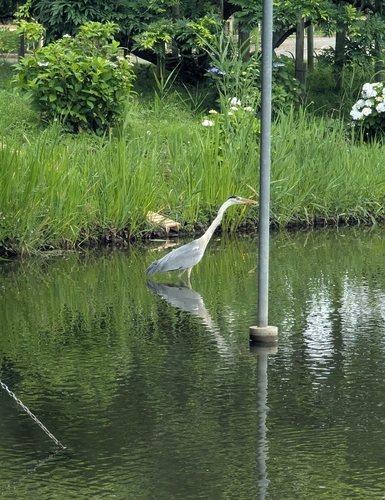 Grey Heron