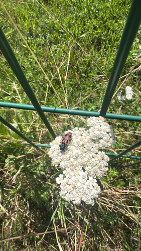 Bee-eating Beetle
