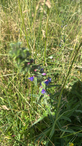 viper's-bugloss
