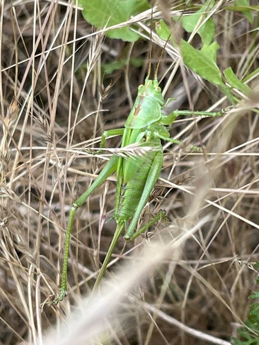 Great Green Bush-cricket