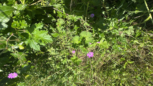 Hedgerow Crane's-bill