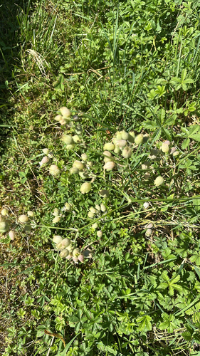 bladder campion