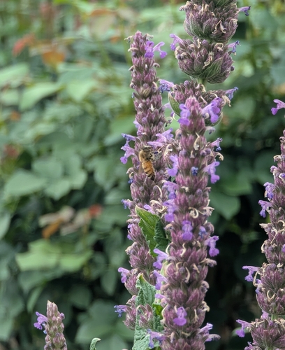 Western Honey Bee