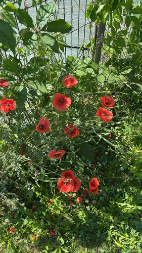 common poppy