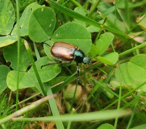 Garden Chafer