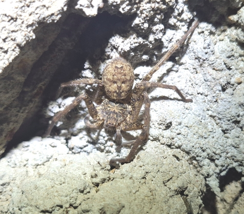 Top End Jungle Huntsman