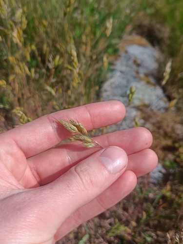 common soft brome