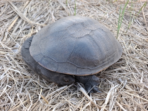 Northern Snake-necked Turtle