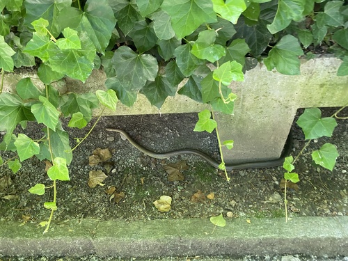 Aesculapian Snake