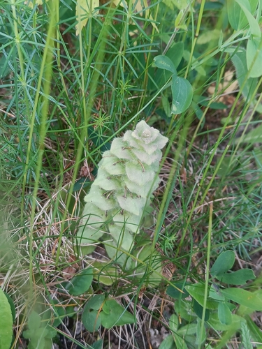 Pyramidal Bugle