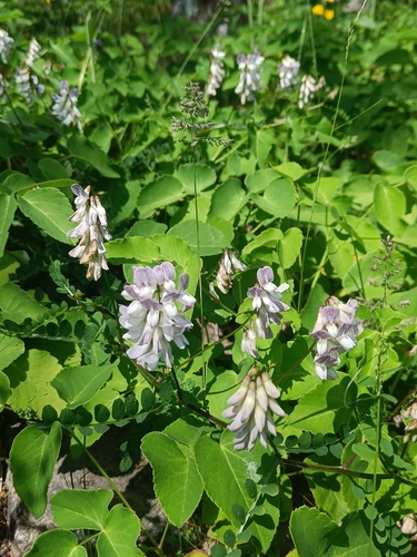 Wood Vetch