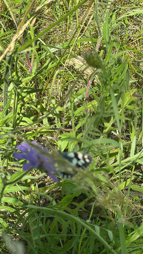 Marbled White