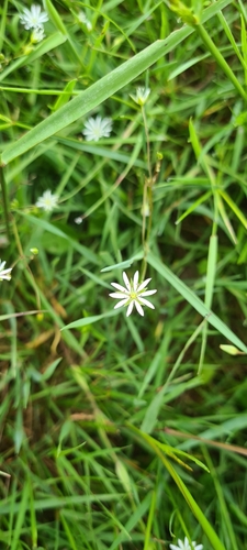 lesser stitchwort