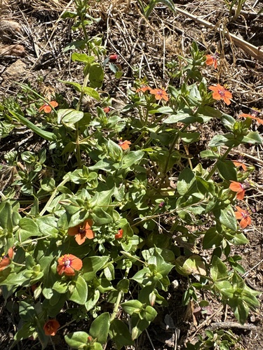 scarlet pimpernel