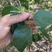 Acacia humifusa