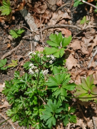wood sanicle