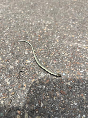 Common Slowworm