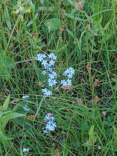 Wood Forget-me-not