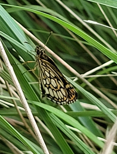Large Chequered Skipper