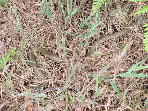 Barred Grass Snake