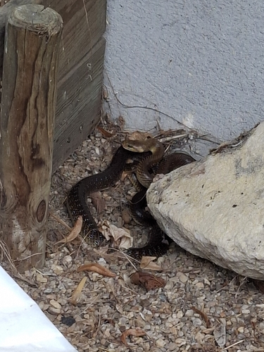 Aesculapian Snake