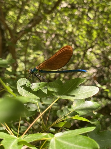 Beautiful Demoiselle